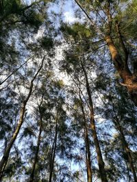 Low angle view of trees against sky