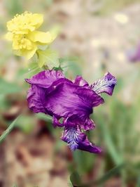 Close-up of purple flowers blooming outdoors