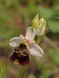 Close-up of pink flowering plant