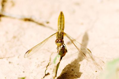 Close-up of dragonfly