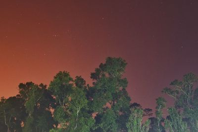 Low angle view of trees against sky at night