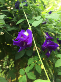 Close-up of purple crocus blooming outdoors