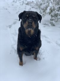 Portrait of a dog in snow
