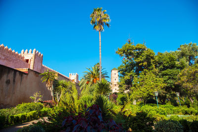 Low angle view of flowering plants and trees against blue sky