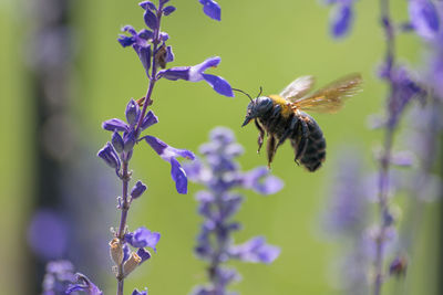 Close-up of bee pollinating on purple flowers