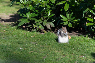 Cat sitting on field