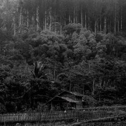 Trees and plants on field in forest