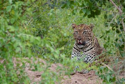 Cat looking away on tree