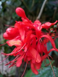 Close-up of red flowers blooming outdoors