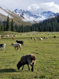 Sheep grazing on field