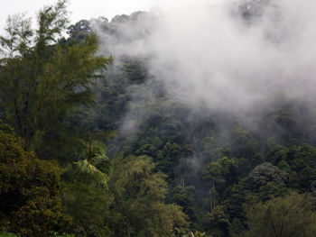 Scenic view of forest against sky