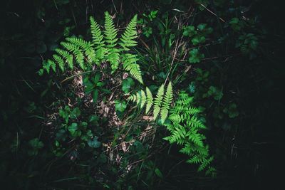 Close-up of fern in forest