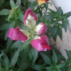 Close-up of pink flowers