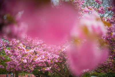 Close-up of pink flowering plant against trees