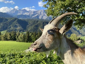 High angle view of an animal on field