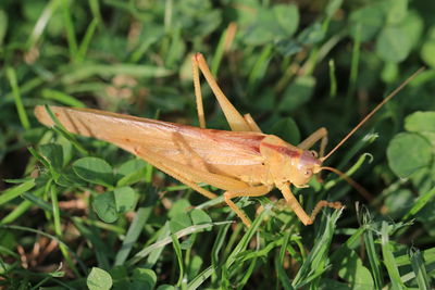 Close-up of insect on leaf