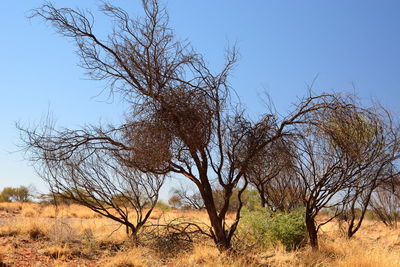 Bare trees on field against clear sky