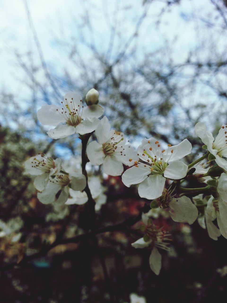 flower, growth, freshness, fragility, branch, white color, nature, beauty in nature, tree, petal, blossom, low angle view, focus on foreground, close-up, in bloom, flower head, blooming, springtime, cherry blossom, day