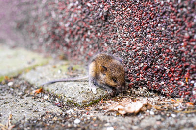 Close-up of rat on street