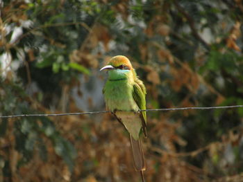Close-up of bird perching on branch