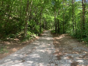 Road amidst trees in forest