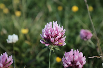 Close-up of pink flowering plant