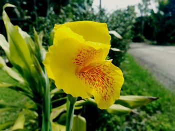 Close-up of yellow flowering plant