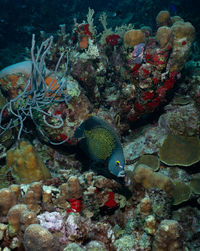 View of fish swimming in sea