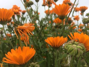 Close-up of orange marigold flowers blooming outdoors