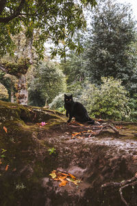 Black cat sitting on a tree