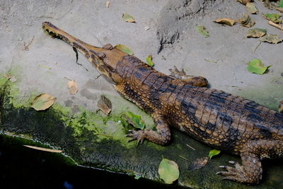 Gavial, seen from above