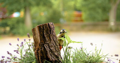 Bird perching on plant