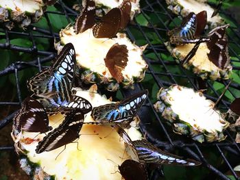 Close-up of butterfly on leaves