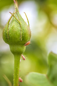 Close-up of bud growing outdoors