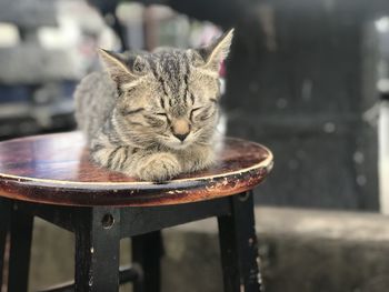 Cat resting on chair