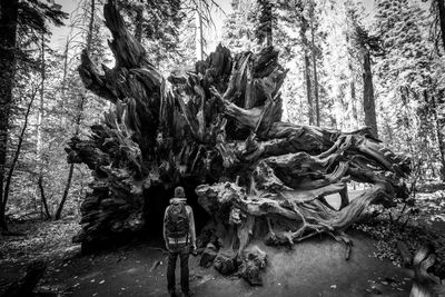 Old tree in forest