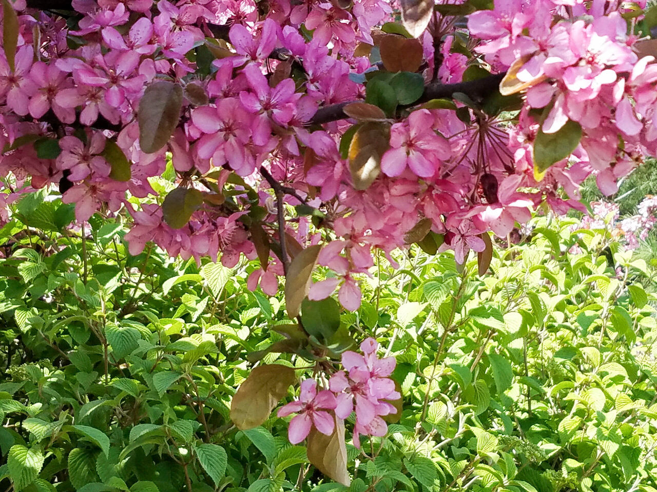 flower, freshness, growth, fragility, pink color, beauty in nature, petal, plant, nature, blooming, leaf, flower head, purple, in bloom, blossom, high angle view, pink, green color, outdoors, park - man made space