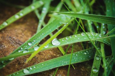 Close-up of raindrops on grass