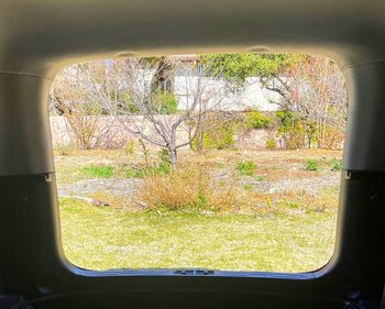 Trees seen through car window