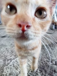 Close-up portrait of a cat