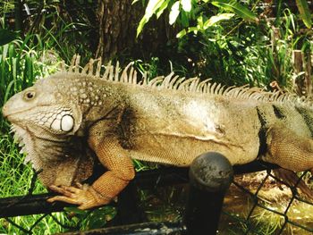 Close-up of a lizard