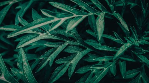 Full frame shot of fresh green plants