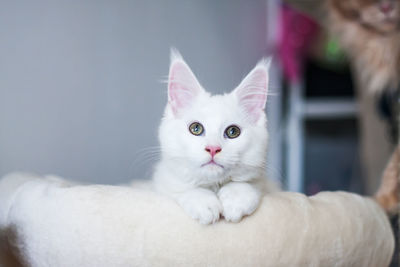 Close-up portrait of white cat