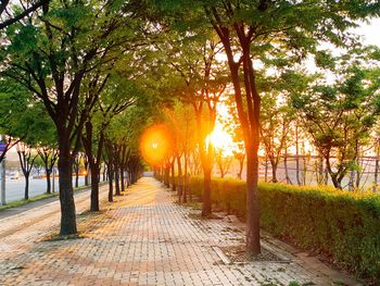 Footpath amidst trees against sky during sunset