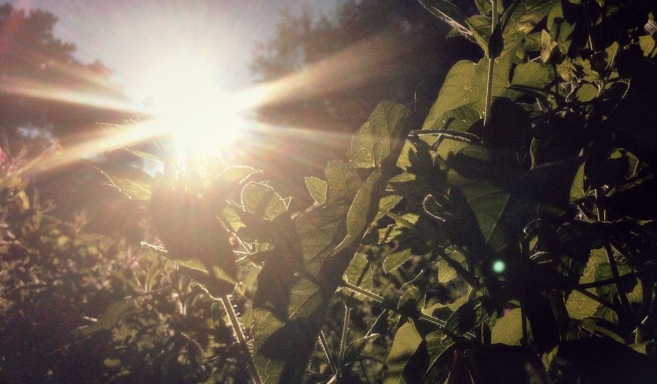 sun, sunbeam, sunlight, lens flare, growth, tree, low angle view, nature, branch, leaf, tranquility, plant, sunny, beauty in nature, bright, silhouette, outdoors, no people, back lit, day