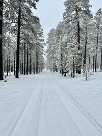 Arizon winter wonderland - trees on snow covered landscape