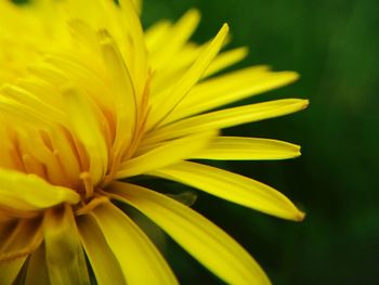 Close-up of yellow flower