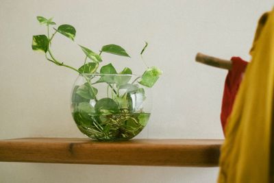 Close-up of potted plant on table against wall at home