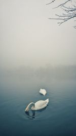 Swans swimming in lake during foggy weather