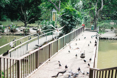 Birds perching on railing against trees